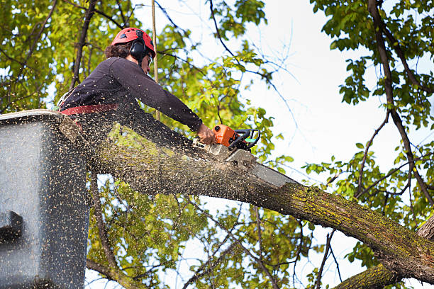 How Our Tree Care Process Works  in  Scott Af, IL